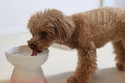 犬の『おしっこ』一日に何回が正常?何度もトイレに行く理由や考えられる病気まで