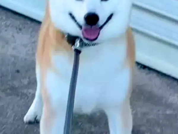 朝6時、お散歩に出かけた犬が『拒否』をした結果→想像と違った『まさかの表情』が35万再生「どんな感情なのw」「堂々として誇り高い」と反響