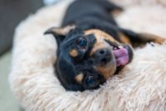 犬の『性格』を左右する4つの要因 影響する時期や環境、育て方のポイントまで