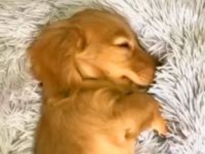 無邪気な赤ちゃん犬を飼った結果→あっという間に時間は進み…涙あふれる『2年間の成長記録』が12万再生「唯一無二の存在」「泣きながら見た」