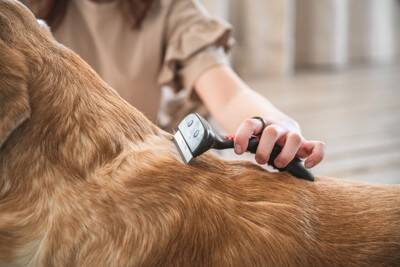 『抜け毛』が多い犬種4選 毛がたくさん抜ける理由や適切なお手入れ方法まで解説