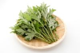 【獣医師監修】犬はよもぎを食べても大丈夫?よもぎ餅・パン・お茶は危険?症状から注意点まで徹底解説