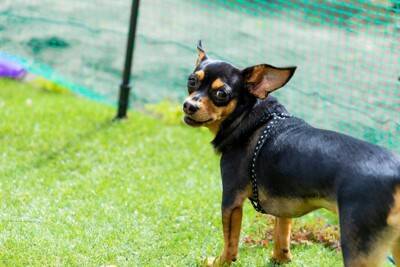 犬が散歩中に『チラチラ見てくる』心理4選 可愛いけれど放っておいて大丈夫?飼い主がすべき反応まで