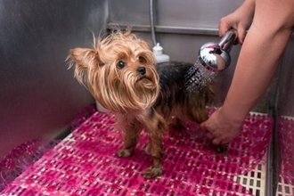 犬が『シャワーを嫌がる』3つの理由　お風呂嫌いな愛犬に慣れてもらうためにできることとは