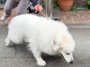 動物病院が大嫌いな超大型犬→ドアを開けようとしたら…想像を遥かに超える『拒否』が391万再生「病院キャンセル界隈ww」「コントで草」