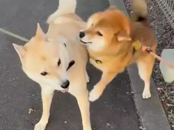 散歩中『大好きなお友達犬』に会った犬→喜びのあまり見せた『まるで人間のような行動』が20万再生「感情あふれてる」「一瞬停止するのがw」