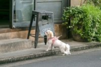 愛犬を誘拐から守るための方法4つ 実践すべき安全対策から被害に遭ったときの対処法まで