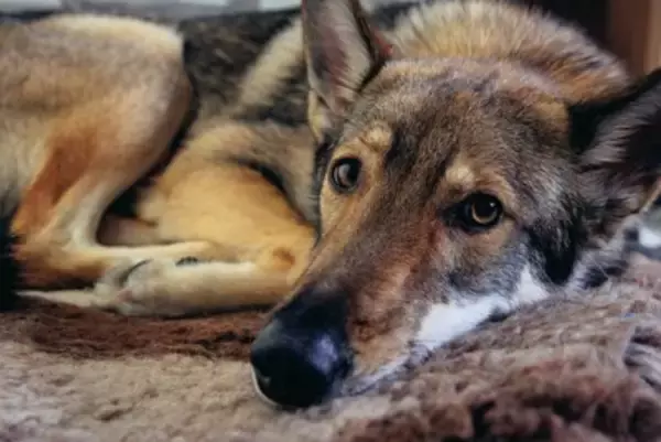 『ウルフドッグ』が持っている魅力や特徴4つ 狼との違い・関係性から飼うときの注意点まで