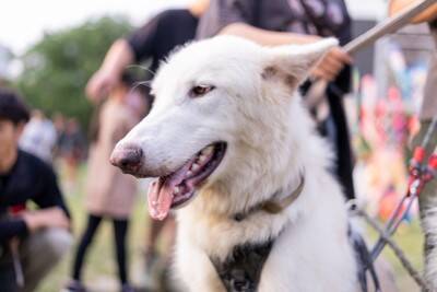 『ウルフドッグ』が持っている魅力や特徴4つ 狼との違い・関係性から飼うときの注意点まで