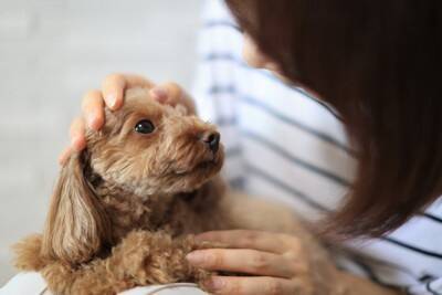 犬が飼い主の『髪の毛』を噛んでくる理由3つ 不思議な行動の意味からやめさせる方法まで解説