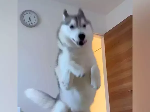 朝6時30分、寝ていたら『大型犬』が起こしに来て…もはや事故?『衝撃的な目覚まし方法』が147万再生「勢いあって草」「笑顔で可愛いw」