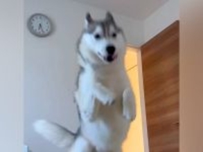 朝6時30分、寝ていたら『大型犬』が起こしに来て…もはや事故?『衝撃的な目覚まし方法』が147万再生「勢いあって草」「笑顔で可愛いw」