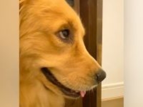 車の音が聞こえたら、大型犬が『ママだ!』と期待して…ドアの前で見せた『真剣すぎる光景』が177万再生「思ったよりガチで草」「顔がww」