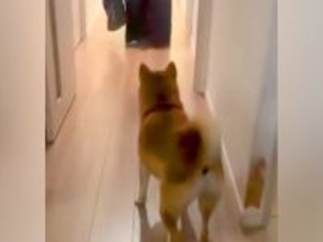 帰省中のお姉ちゃんが『毎日帰って来ること』が嬉しくてたまらない犬→甘え上手な『熱烈大歓迎』が11万再生「待ち伏せ最高」「幸せそう」