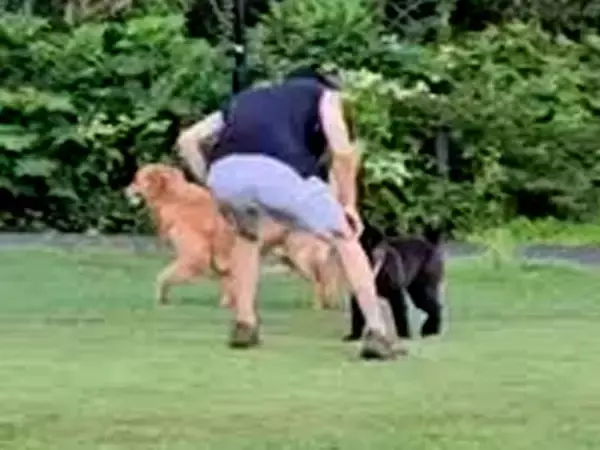 大型犬にタックルする子犬→パパが見かねて助けた結果…予想してなかった『まさかの悲劇』が57万再生「おしりがww」「可愛いのでヨシ」と反響