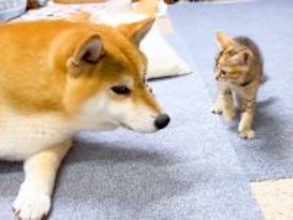 『赤ちゃん猫の育児』に奮闘する犬→数回目の対面で…大胆すぎる『まさかの光景』が尊いと47万再生「打ち解けた証」「素敵」「立派なママ」