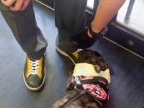 『クロネコヤマトの配達員さん』が散歩中の犬と出会った結果…仕事どころではない『大好きが溢れてしまう光景』に反響「たまらん」「帰れないw」