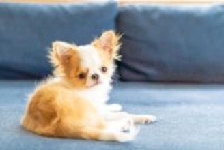 犬が飼い主から『離れて座る』5つの心理 あえて離れる理由や適切な対応までご紹介