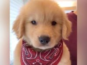 『ぬいぐるみのようだった赤ちゃん犬が…』5年間の成長を記録した結果→素敵すぎる『ビフォーアフター』に反響「悶絶級のかわいさ…」