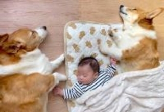 2匹の犬が『生まれたての赤ちゃん』と暮らしたら…尊すぎる光景に感動の声「両手にワンとは素晴らしい」「優しい世界」と58万再生
