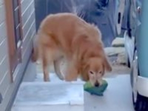 いつもお手伝いしてくれる大型犬→『横に大好物があっても荷物を運べるのか?』検証した結果…『まさかの行動』が10万再生「本当すごい」と絶賛