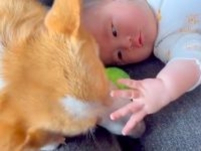 赤ちゃんが『生まれたときから犬と育った』結果→ずっと一緒にいて…尊すぎる『2年間の記録』が話題「守ってる感が出てる」「癒やされた」