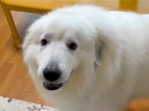 ウキウキで車に乗り込む大型犬→『病院だ』と気づいた瞬間に…『わかりやすすぎる反応』が68万再生「右往左往w」「今日はダメ?で吹いた」