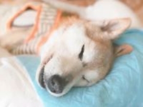 『亡くなる3時間前の犬』に話しかけた結果…力を振り絞った『まさかの行動』が14万再生「涙が止まらない」「絶対にありがとうって言ってる」