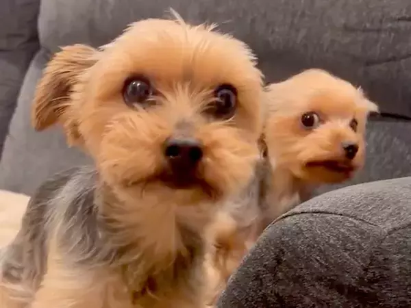 イタズラした2匹の犬にブチギレた結果→反省したかと思ったら…『衝撃的な行動』に吹き出すと13万再生「完全に笑かしにきてる」「爆笑したw」