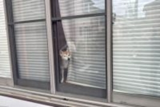 犬が飼い主の『帰りを待っている』ときの心理3つ 愛犬の気持ちへの寄り添い方までご紹介