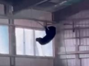 山形市の高校の野球部室内練習場にクマ ネットにぶらさがる姿が撮影される 小学校近くでも目撃