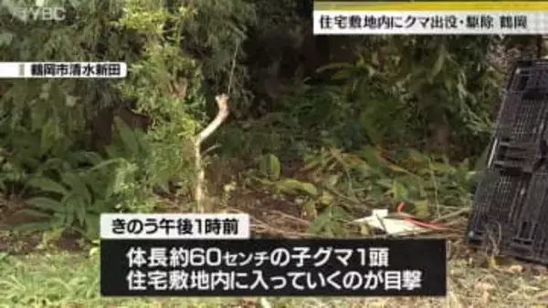 ギンナンを食べ…住宅敷地内にクマ出没 警察官らに向かってきたため駆除 山形・鶴岡市 米沢市ではハチの巣狙ったクマが神社を破壊
