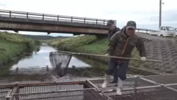 温暖化でサケの不漁続く 山形・遊佐で100年以上受け継がれ人工ふ化に取り組む人々