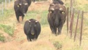 牧草地で過ごしてきたウシが下牧 鶴岡市の月山高原 猛暑で一時放牧中止の恐れも