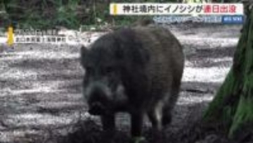 富士山世界遺産の神社でイノシシ出没相次ぐ 七五三シーズンに困惑 北口本宮冨士浅間神社 山梨