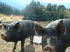鹿児島の黒豚がサツマイモを食べている理由