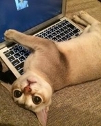 猫がキーボードに乗る理由3つ