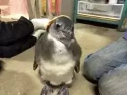 謎の投資家 岡三マンの政治ツイートが物議 中の人が変わっちゃったんだろうか エキサイトニュース 謎の投資家 岡三マンの政治ツイートが物議 中の人が変わっちゃったんだろうか エキサイトニュース