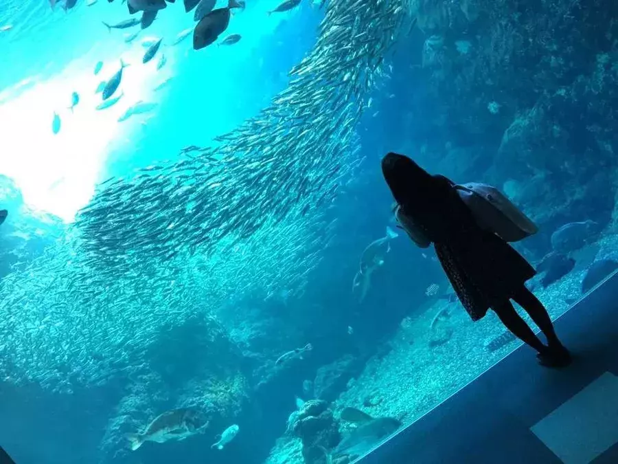 水槽のなかのファンタジー おすすめ水族館と おしゃれな撮り方 ローリエプレス