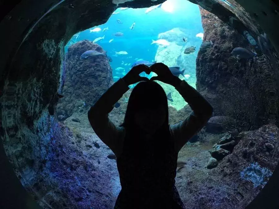 水槽のなかのファンタジー おすすめ水族館と おしゃれな撮り方 ローリエプレス