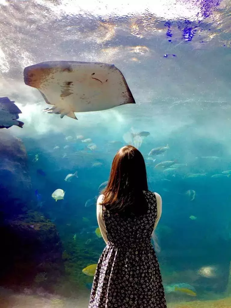 水槽のなかのファンタジー おすすめ水族館と おしゃれな撮り方 ローリエプレス