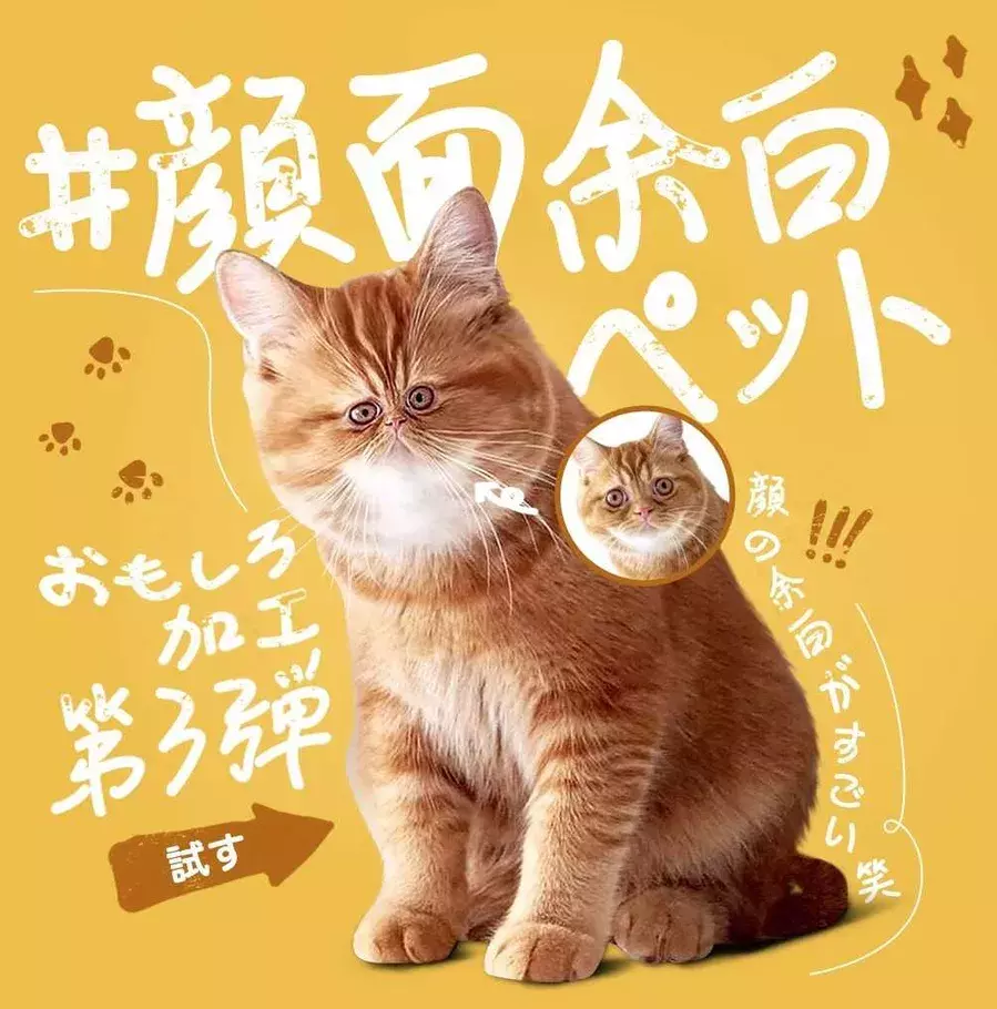 シュールなおもしろ加工 Beautyplusで 顔面余白ペット を作って遊ぼう ローリエプレス