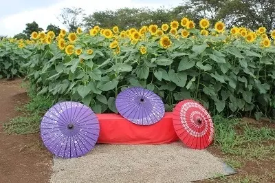 夏に行きたい 成田ゆめ牧場のひまわり畑で ひまわり迷路 開催中 ローリエプレス