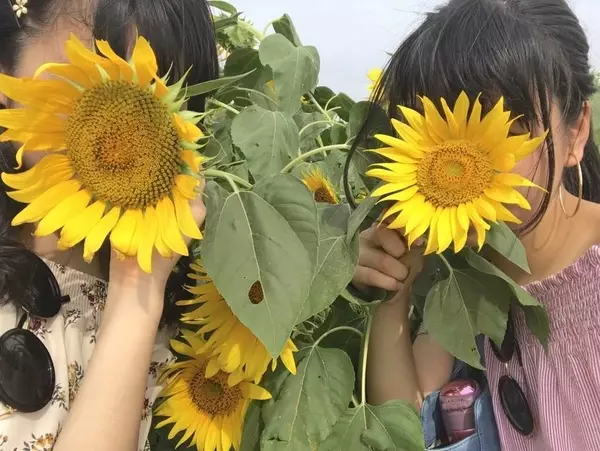 夏に行きたい 成田ゆめ牧場のひまわり畑で ひまわり迷路 開催中 ローリエプレス