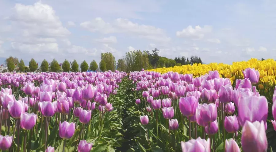 Iphoneで課金できない 原因と解決法を画像付きで徹底解説 ローリエプレス Iphoneで課金できない 原因と解決法を画像付きで徹底解説 ローリエプレス