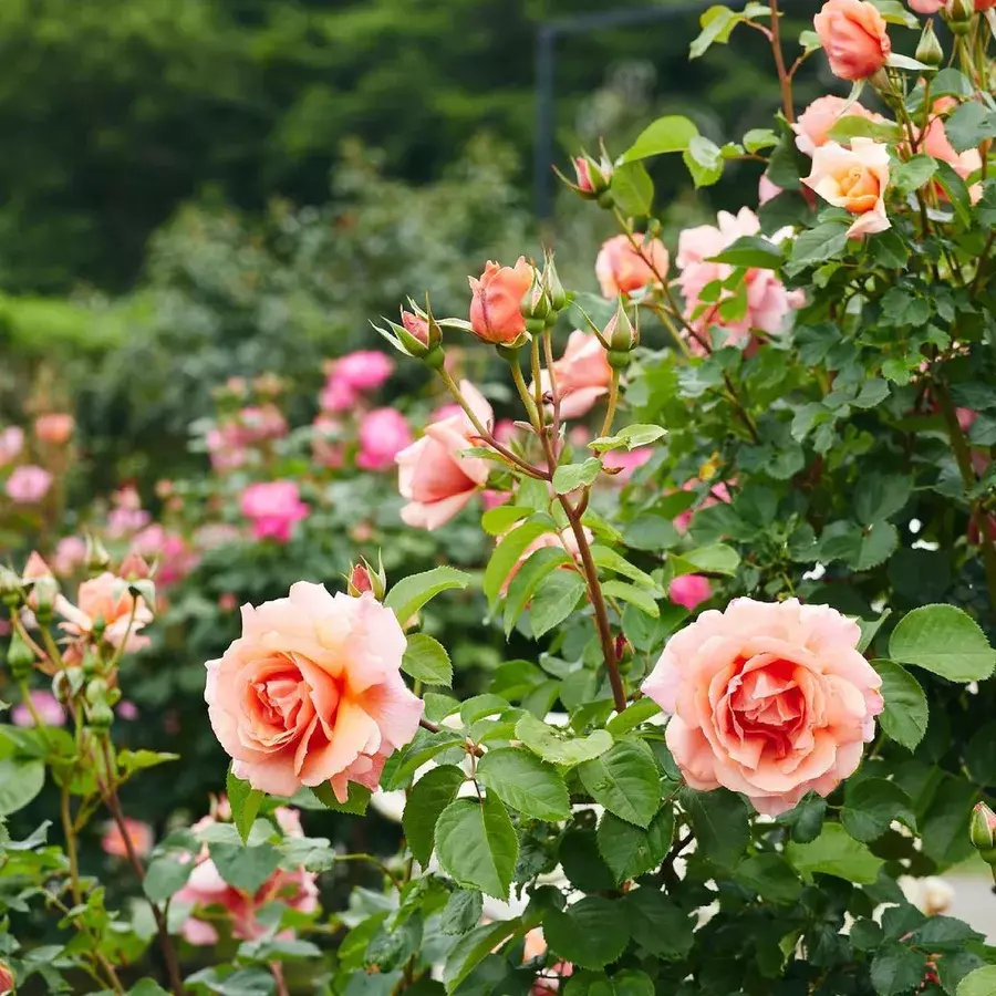 今が見どころ バラ園で映え写真を撮影してみよう 関東で人気のバラ園を紹介 ローリエプレス