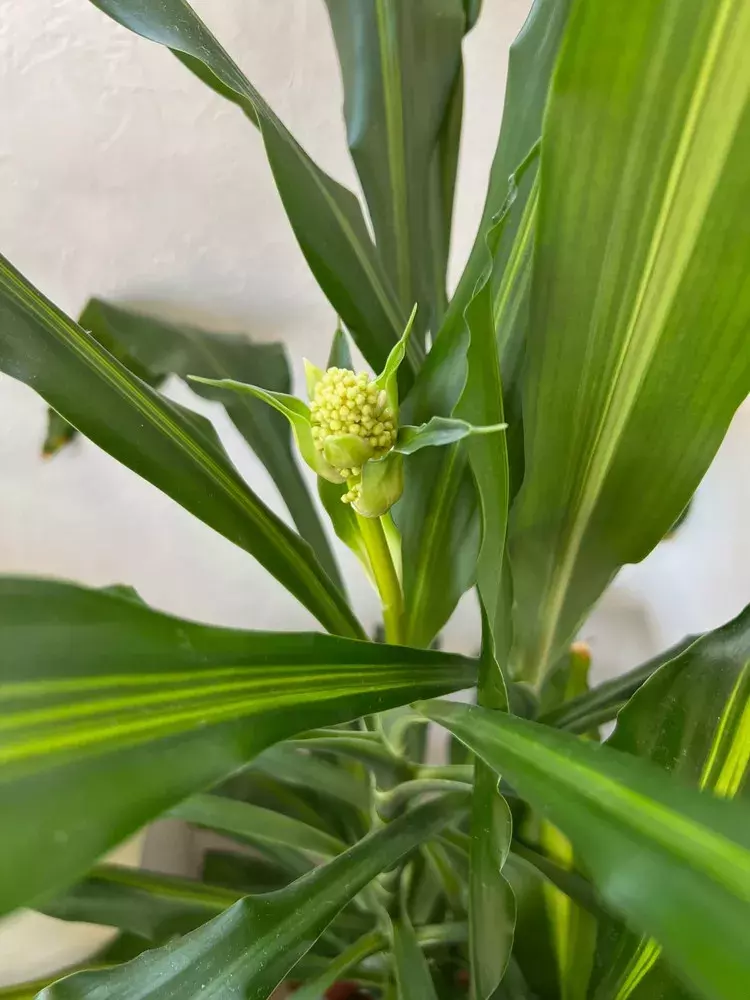 十数年に一度の奇跡 ドラセナの花が咲きました ローリエプレス