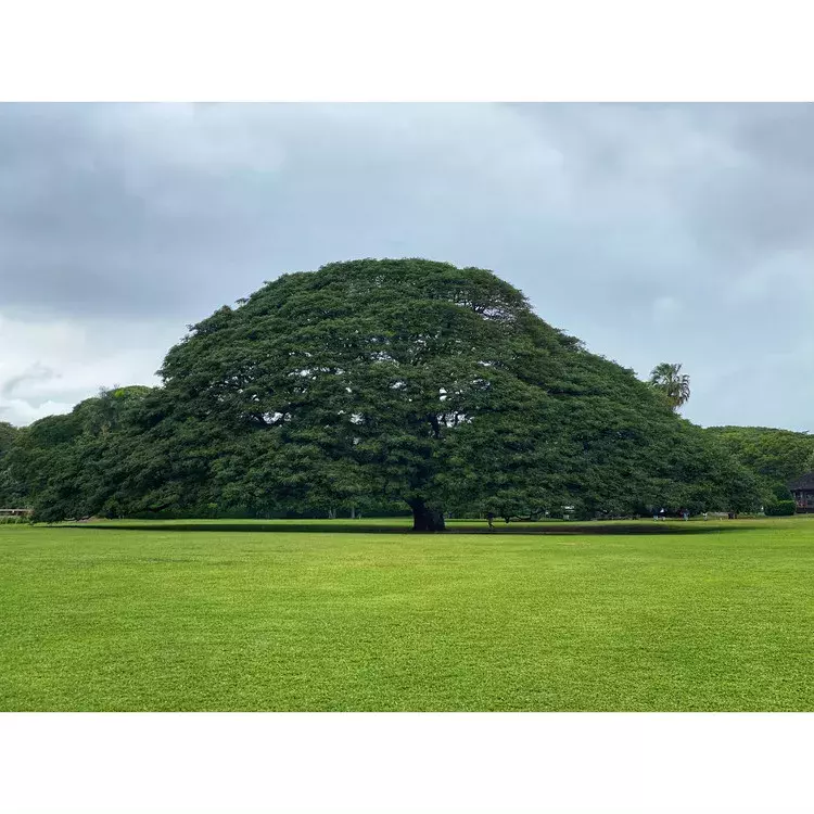 ハワイ パワースポット この木 なんの木 日立の樹 ローリエプレス