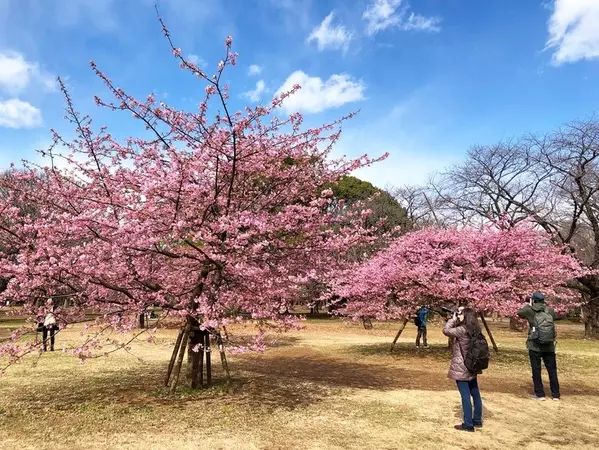 代々木公園桜満開 シフォンスカートで春コーデ ローリエプレス