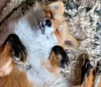 動物インスタグラマー大集合 あ 和む つかれた心を癒してくれる写真 動画まとめ Vol 4 ローリエプレス 動物インスタグラマー大集合 あ 和む つかれた心を癒してくれる写真 動画まとめ Vol 4 ローリエプレス